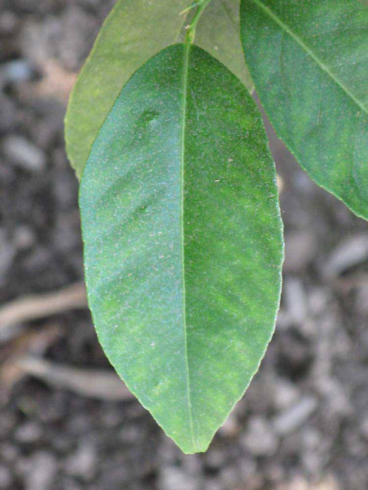              Unifoliolate leaf of  Citrus jambhiri          (Rough,   Riverside, CA)       